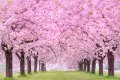 Image for Blooming Blossoms Wall Mural