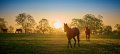 Image for Horses in Meadow Wall Mural