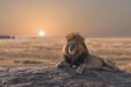 Image for Lounging Lion Wall Mural