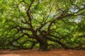 Image for Oak Tree Wall Mural