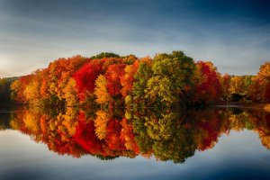 Image for Autumn Trees Wall Mural