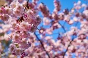 Image for Cherry Blossoms Wall Mural