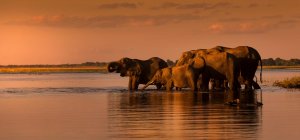 Image for Elephant Herd Wall Mural