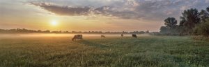 Image for Grazing Cows Wall Mural