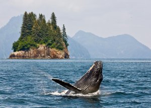 Image for Humpback Whale Wall Mural