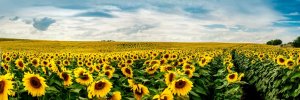 Image for Sunflower Wall Mural