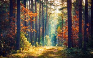 Image for Sunny Forest Wall Mural