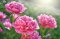 Image for Pink Peonies Wall Mural