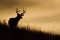 Image for White-tailed Deer Wall Mural